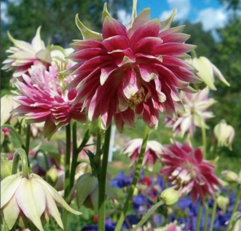 Aquilegia vulg. 'Rose Barlow' v. 9