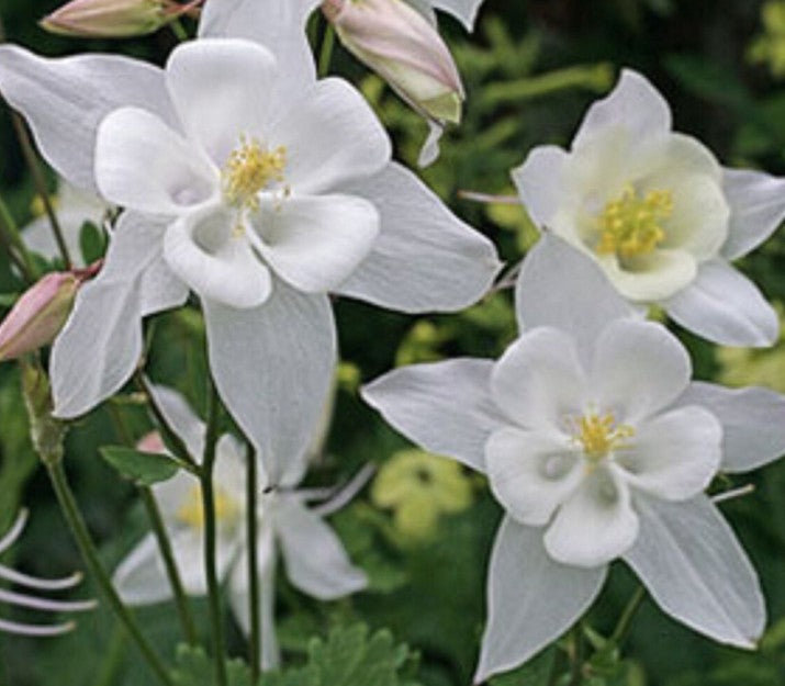 Aquilegia vulg. 'Nivea' v. 9