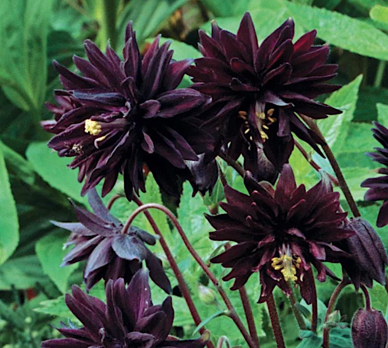 Aquilegia vulg. 'Black Barlow' v. 9