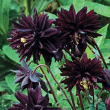 Aquilegia vulg. 'Black Barlow' v. 9