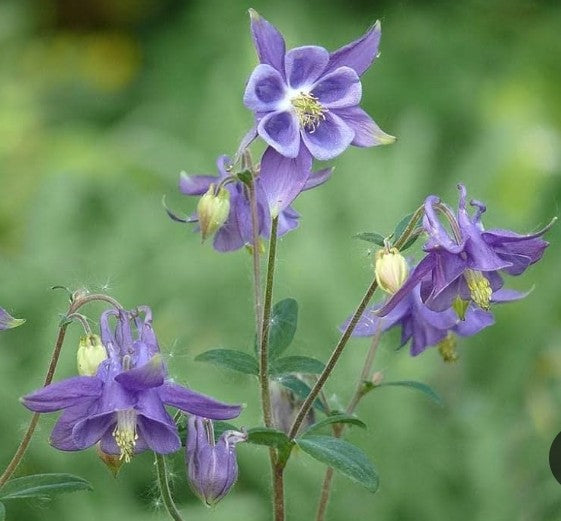 Aquilegia vulgaris v. 9