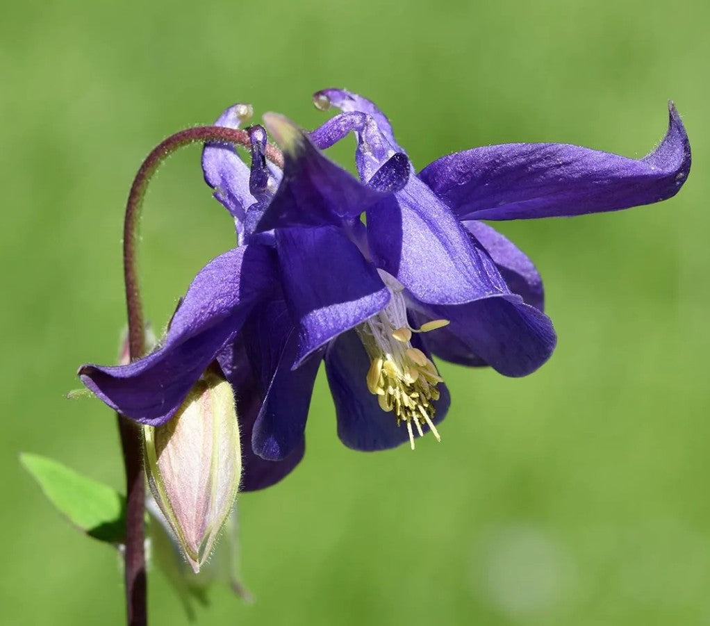 Aquilegia vulgaris v. 9