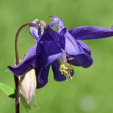 Aquilegia vulgaris v. 9