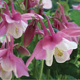 Aquilegia 'Spring Magic Rose & White' v. 9