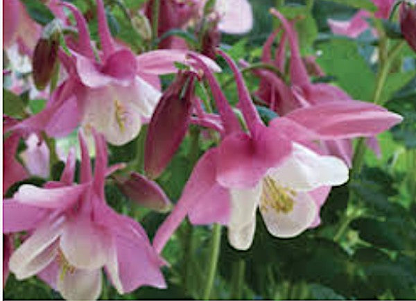 Aquilegia 'Spring Magic Rose & White' v. 9