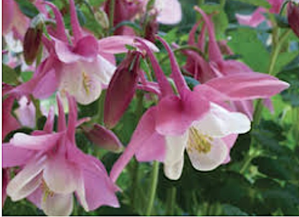 Aquilegia 'Spring Magic Rose & White' v. 9