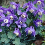 Aquilegia flabellata 'Ministar'  v. 9