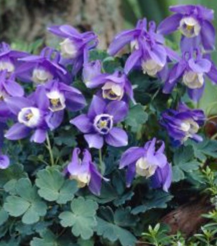 Aquilegia flabellata 'Ministar'  v. 9