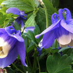 Aquilegia flabellata 'Ministar'  v. 9