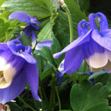 Aquilegia flabellata 'Ministar'  v. 9
