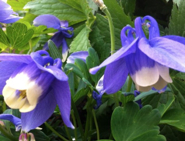 Aquilegia flabellata 'Ministar'  v. 9