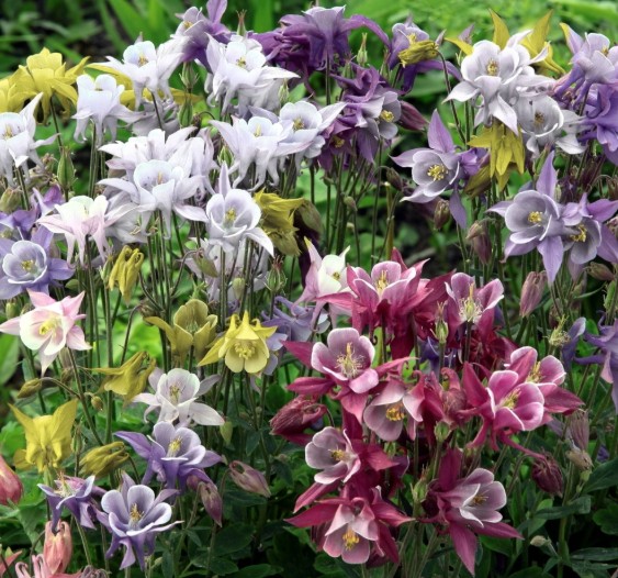 Aquilegia Careulea  v. 9