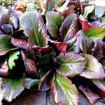 Bergenia Cordifolia Abendglut  v.9 altezza a maturazione cm. 30