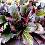 Bergenia Cordifolia Abendglut  v.9 altezza a maturazione cm. 30