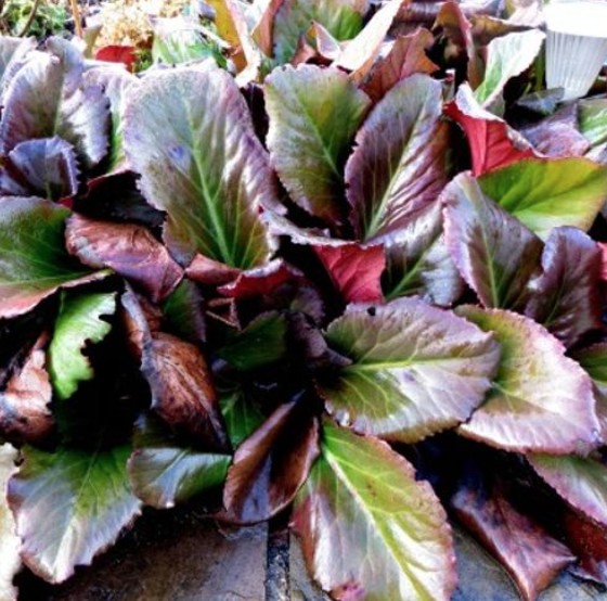 Bergenia Cordifolia Abendglut  v.9 altezza a maturazione cm. 30