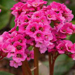Bergenia 'Bressingham Ruby' v.9 altezza a maturazione cm. 30/35
