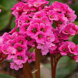 Bergenia 'Bressingham Ruby' v.9 altezza a maturazione cm. 30/35