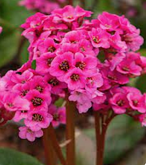 Bergenia 'Bressingham Ruby' v.9 altezza a maturazione cm. 30/35
