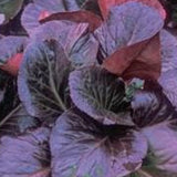 Bergenia 'Bressingham Ruby' v.9 altezza a maturazione cm. 30/35