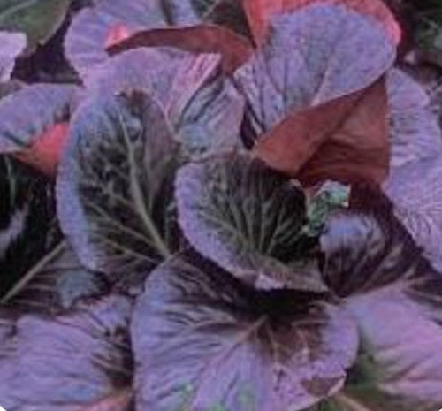 Bergenia 'Bressingham Ruby' v.9 altezza a maturazione cm. 30/35