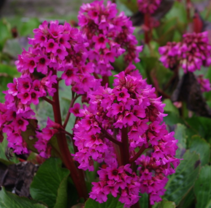 Bergenia 'Bressingham Ruby' v.9 altezza a maturazione cm. 30/35