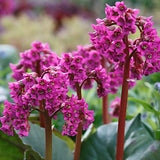 Bergenia cordifolia 'Purpurea'  v.9 altezza a maturazione fino a 50cm.