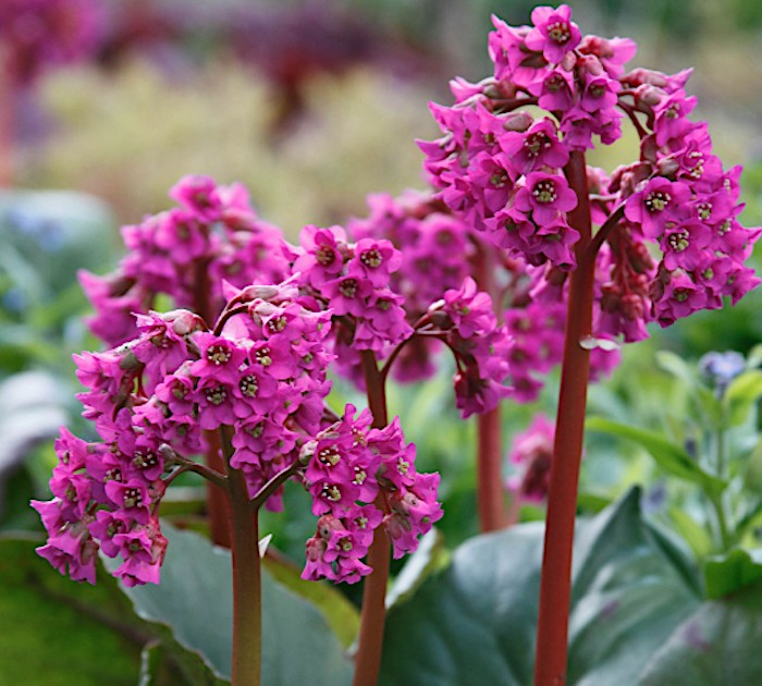 Bergenia cordifolia 'Purpurea'  v.9 altezza a maturazione fino a 50cm.