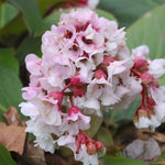 Bergenia 'Silberlicht'   v.9 altezza a maturazione fino a 40/50cm.