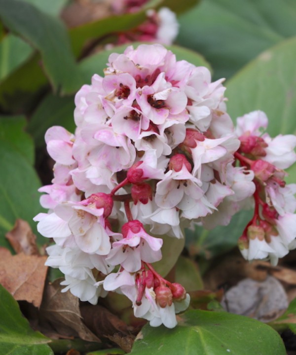 Bergenia 'Silberlicht'   v.9 altezza a maturazione fino a 40/50cm.