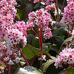 Bergenia 'Silberlicht'   v.9 altezza a maturazione fino a 40/50cm.
