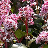 Bergenia 'Silberlicht'   v.9 altezza a maturazione fino a 40/50cm.