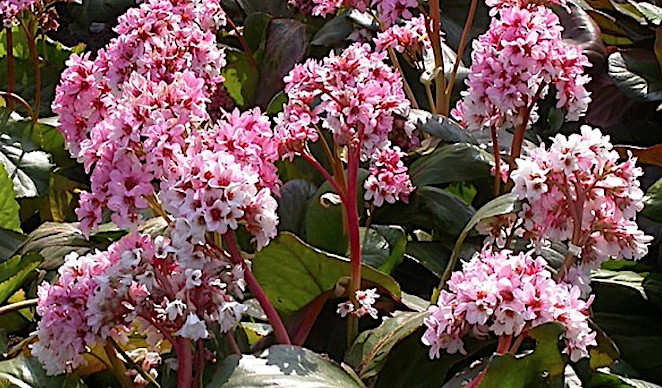 Bergenia 'Silberlicht'   v.9 altezza a maturazione fino a 40/50cm.