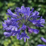 Agapanthus African Queen V.cm 9