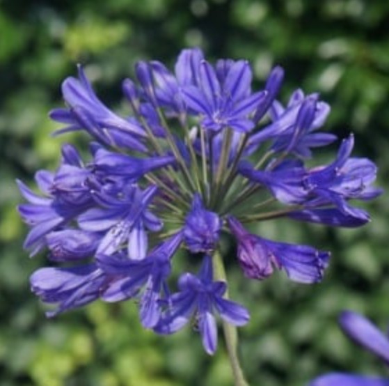 Agapanthus African Queen V.cm 9