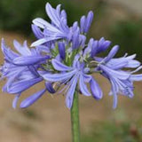 Agapanthus Africanus  V. 9