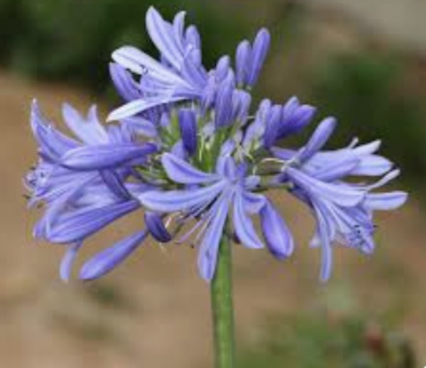 Agapanthus Africanus  V. 9