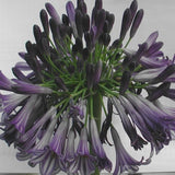 Agapanthus Black Pantha  V. 9