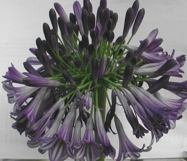 Agapanthus Black Pantha  V. 9