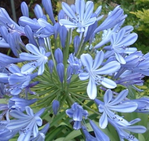 Agapanthus Blue Umbrella  V. 9