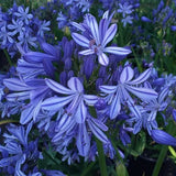 Agapanthus Charlotte  V. 9
