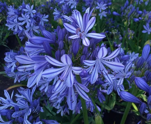 Agapanthus Charlotte  V. 9