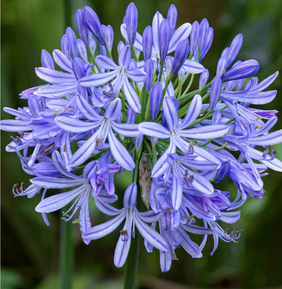 Agapanthus Donau  V. 9