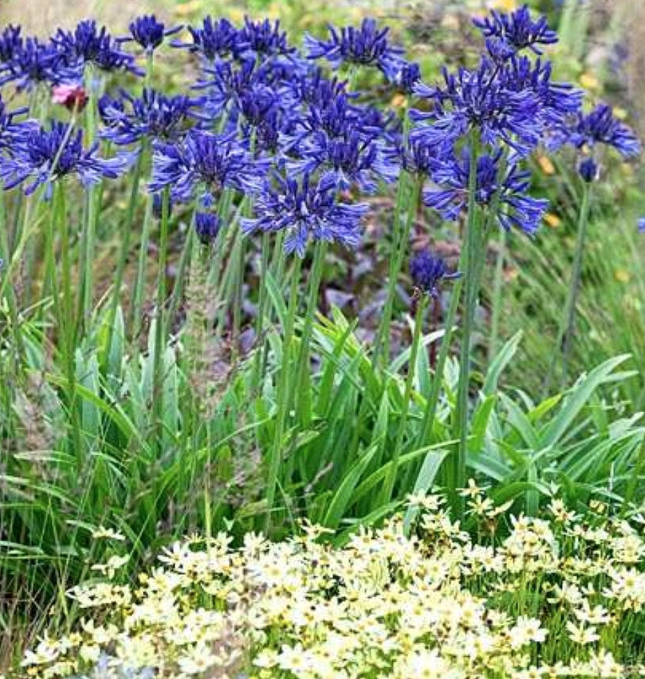 Agapanthus 'Navy Blue'  V. 9