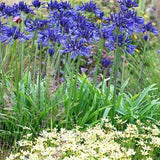 Agapanthus 'Navy Blue'  V. 9