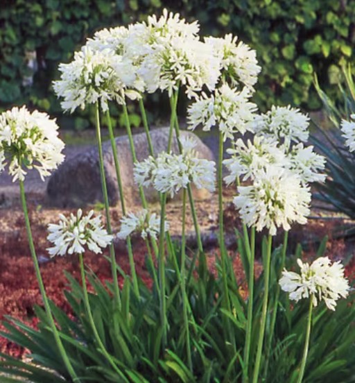 Agapanthus 'Polar Ice'  V. 9