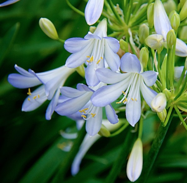 Agapanthus 'Silver Baby'   V. 9