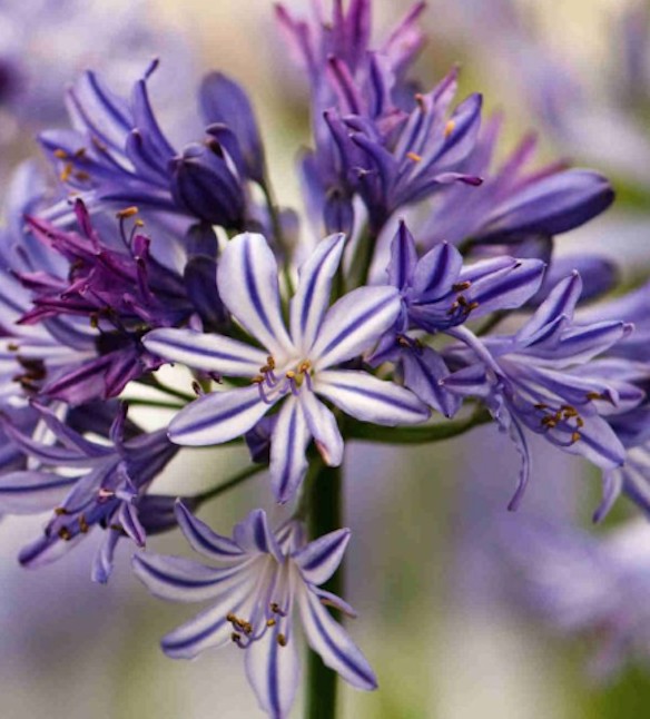 Agapanthus 'Tornado' ®  V. 9