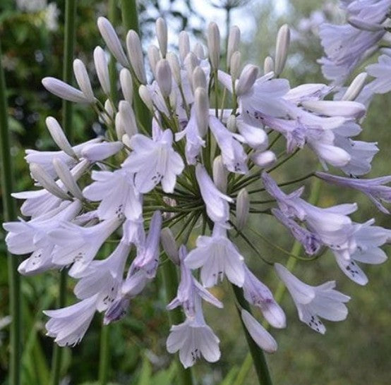 Agapanthus 'Windsor Grey'   V. 9
