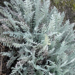 Achillea Clypeolata v.9