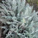 Achillea Clypeolata v.9